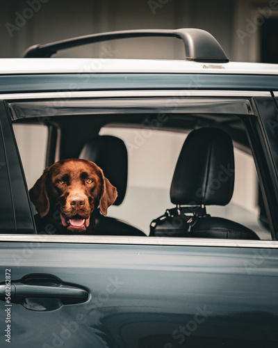 Dog in a Car © Jacob