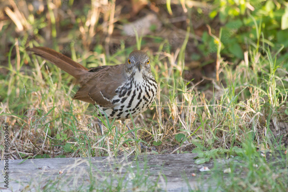 Fototapeta premium Long-billed Thrasher on ground.