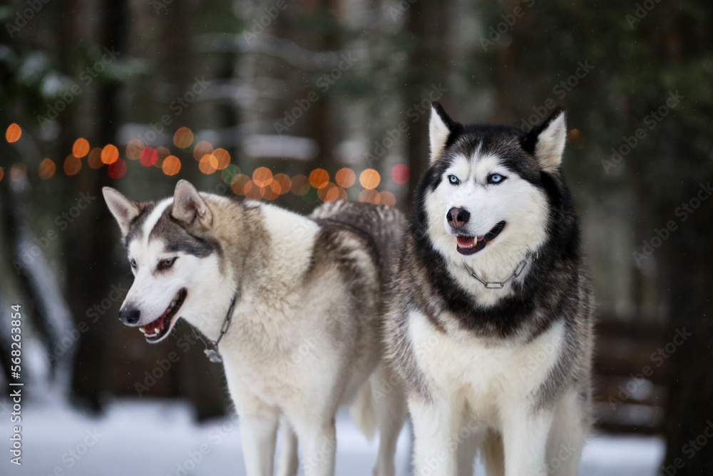 Two friends, siberian husky sit side by side close-up portrait