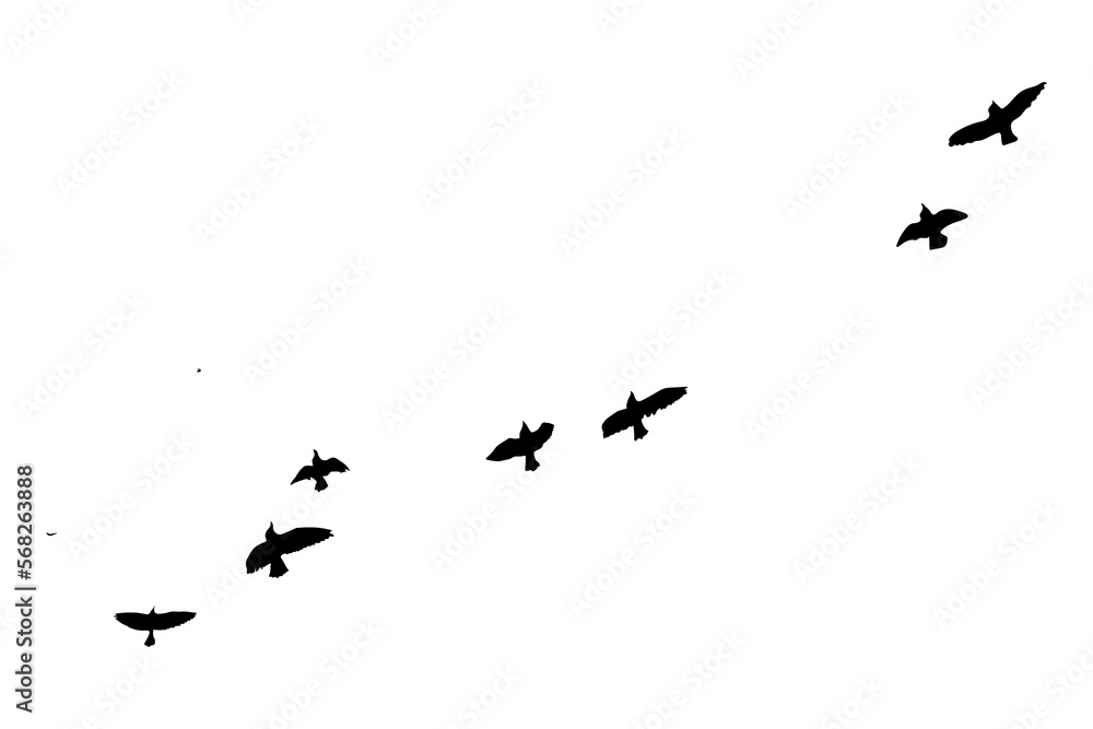Fototapeta premium Black vector flying birds flock silhouettes isolated on white background