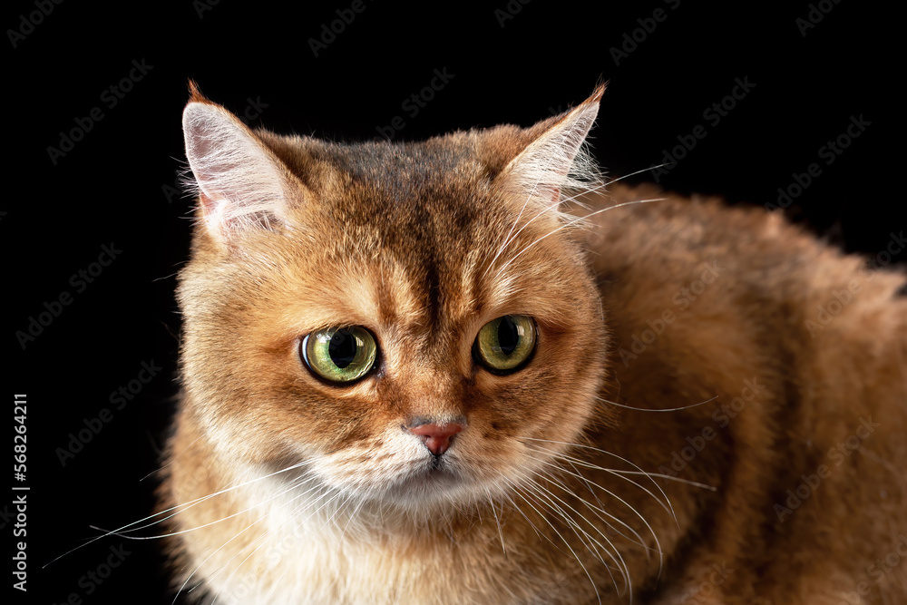 Close up portrait of unhappy british cat on black background