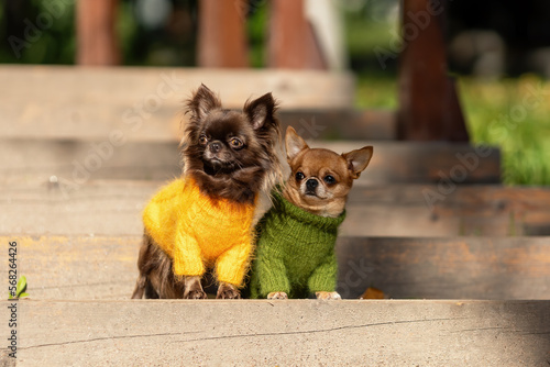 Two cute curious chihuahua dogs wearing fashoin knitted clothes are sitting together outdoors