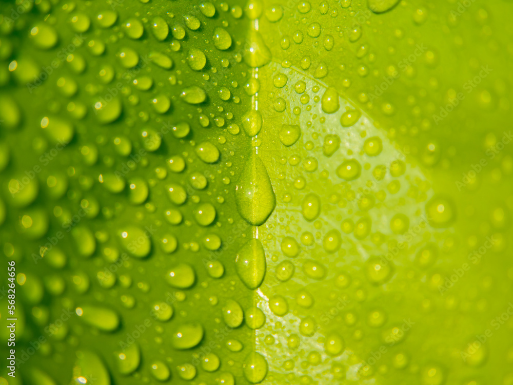 Macro picture. Dew droplets on bright green leaf and the sunlight reflects off the leaves.