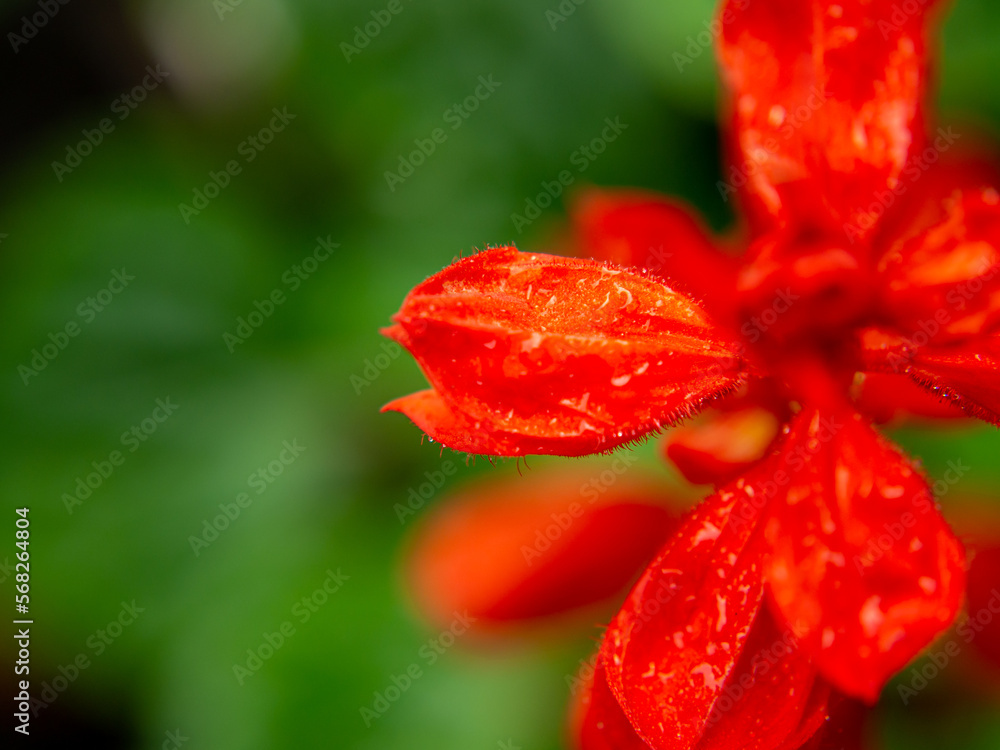 red flower with dew drops or rain drops red flower with dew drops or rain drops