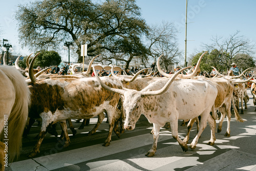 herd of longhorns walking down street photo