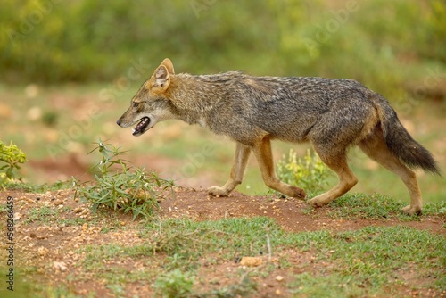 Sri Lanka wildlife  Golden jackal  Canis aureus  feeding scene on meadow  Wild dog behaviour scene in nature. Mountain animal in the habitat  