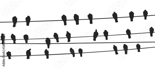 vector birds on wire
