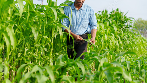 Asian indian mixed race farmer works and monitors the growth of corn plants in a corn field to prepare fertilizers to increase the yield of healthy, healthy corn, well-weighted maize.