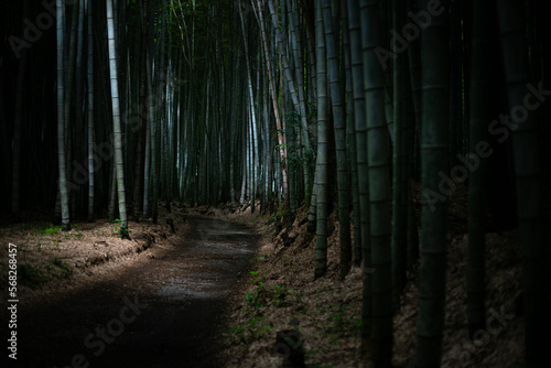 竹林の散歩道