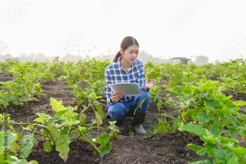 Young Asian farmer working in a brinjal field and taking notes on growth. to nourish the soil and fertilize to accelerate flowering before harvesting Agriculture concept