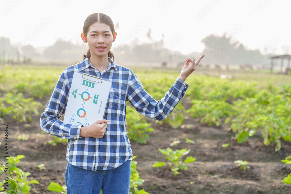 Fototapeta premium Young Asian farmer working in a brinjal field and taking notes on growth. to nourish the soil and fertilize to accelerate flowering before harvesting Agriculture concept