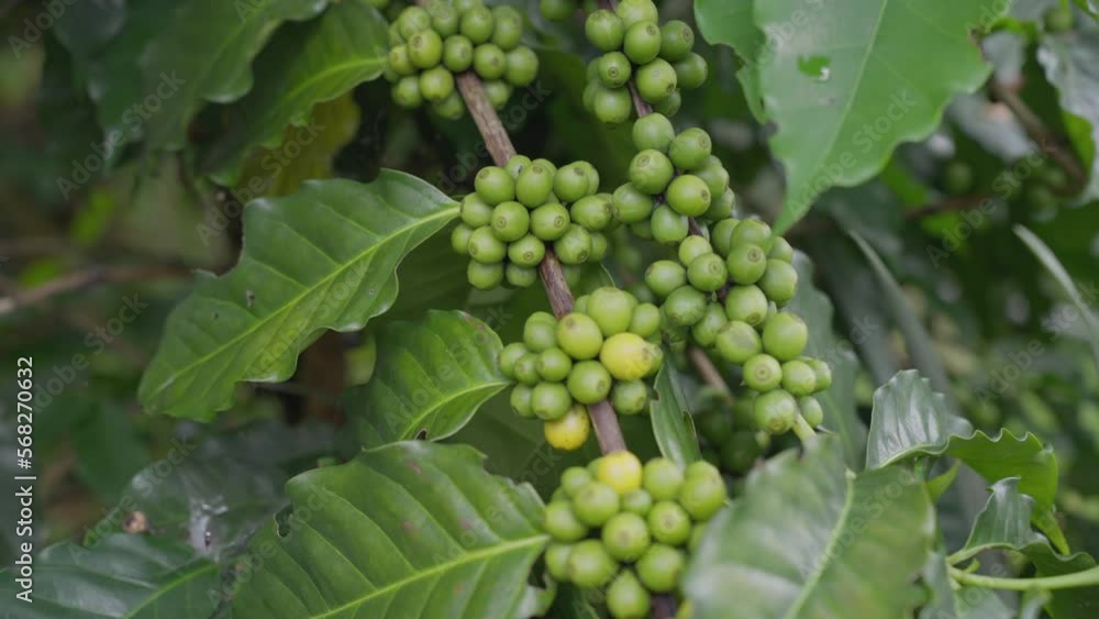 Green Coffee beans growing on Coffee tree branch, Coffee beans and leaves. Robusta beans coffee on the branch plantation in Thailand, Business and agriculture concept. Footage b roll. Green Coffee beans growing on Coffee tree branch, Coffee beans and leaves. Robusta beans coffee on the branch plantation in Thailand, Business and agriculture concept. Footage b roll.