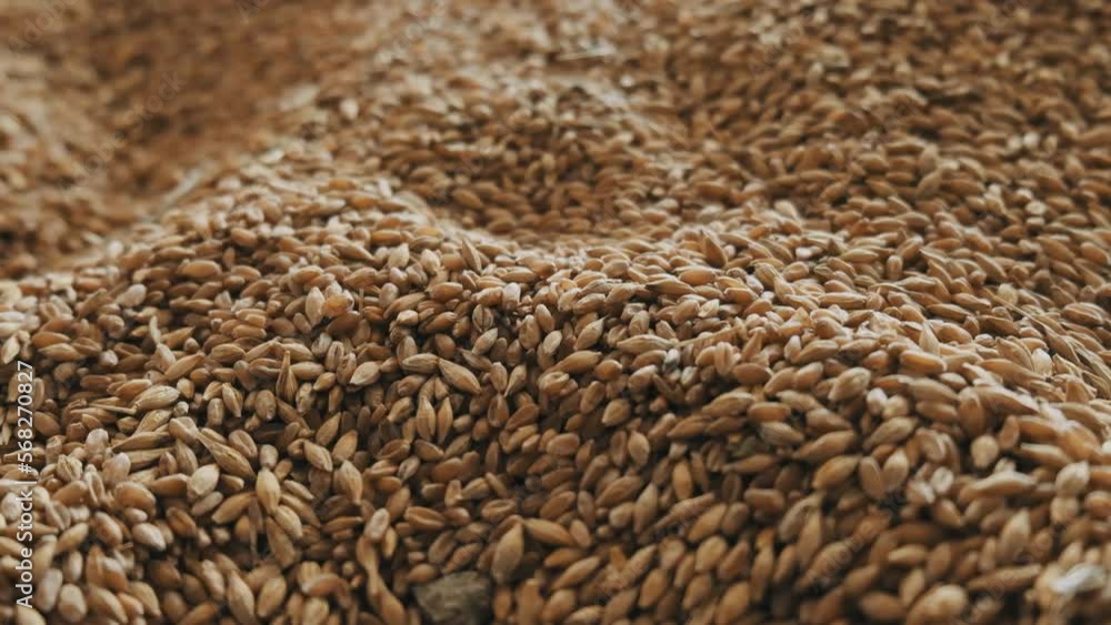 Wheat grain background camera movement Wheat grain background camera movement