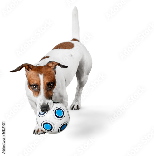 Jack Russell Terrier Playing with a Ball © BillionPhotos.com