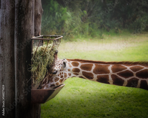 Sticker Beautiful Giraffe