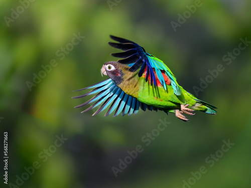 Brown-hooded Parrot in flight against dark green background © FotoRequest