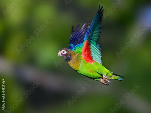 Brown-hooded Parrot in flight against dark green background
