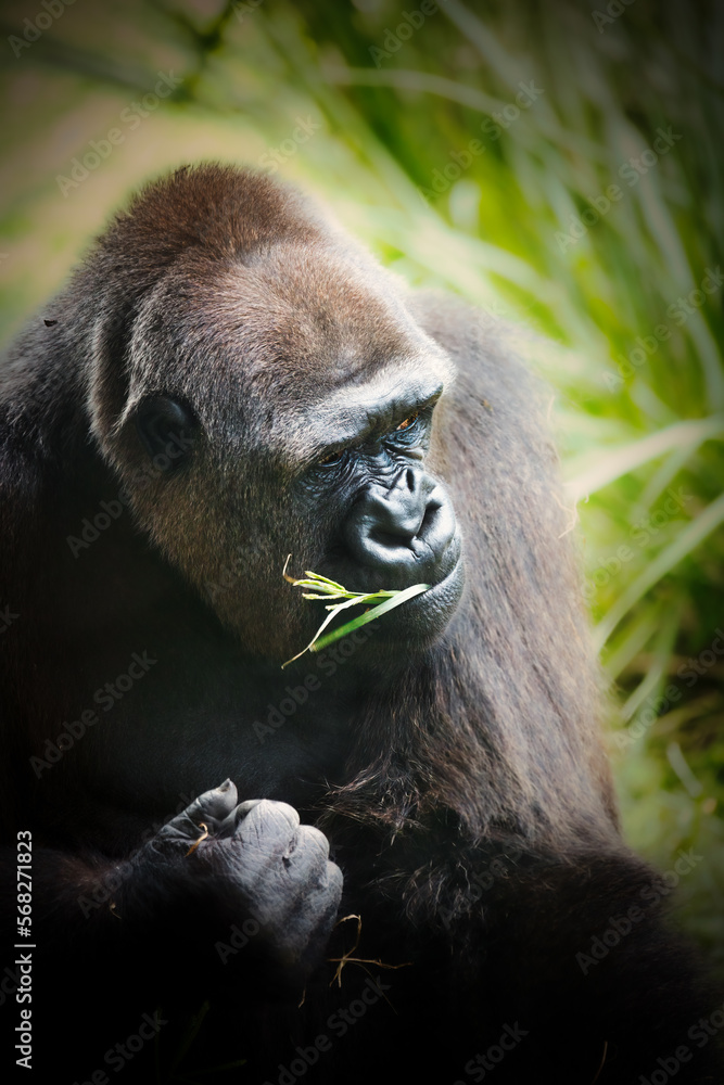 Obraz premium Strong and Majestic Silver-Back Gorilla