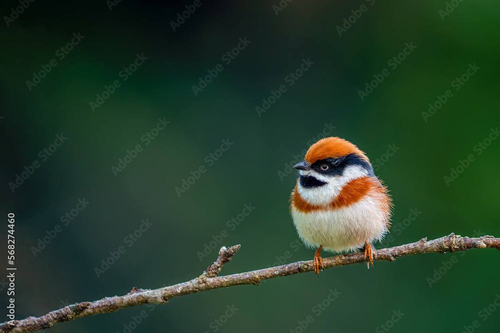 Beautiful bird, Black-throated Tit (Aegithalos concinnus) perching on a branch in nature Thailand Beautiful bird, Black-throated Tit (Aegithalos concinnus) perching on a branch in nature Thailand