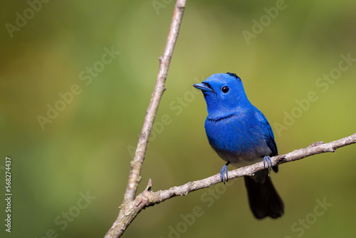 Close up of Black-naped Monarch ( Hypothymis azurea ) in real nature in Thailand