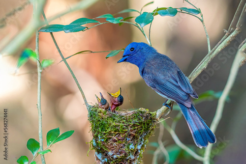 Close up of Black-naped Monarch ( Hypothymis azurea ) in real nature in Thailand photo