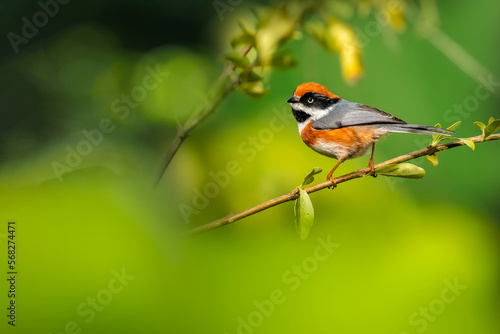 Beautiful bird, Black-throated Tit (Aegithalos concinnus) perching on a branch in nature Thailand