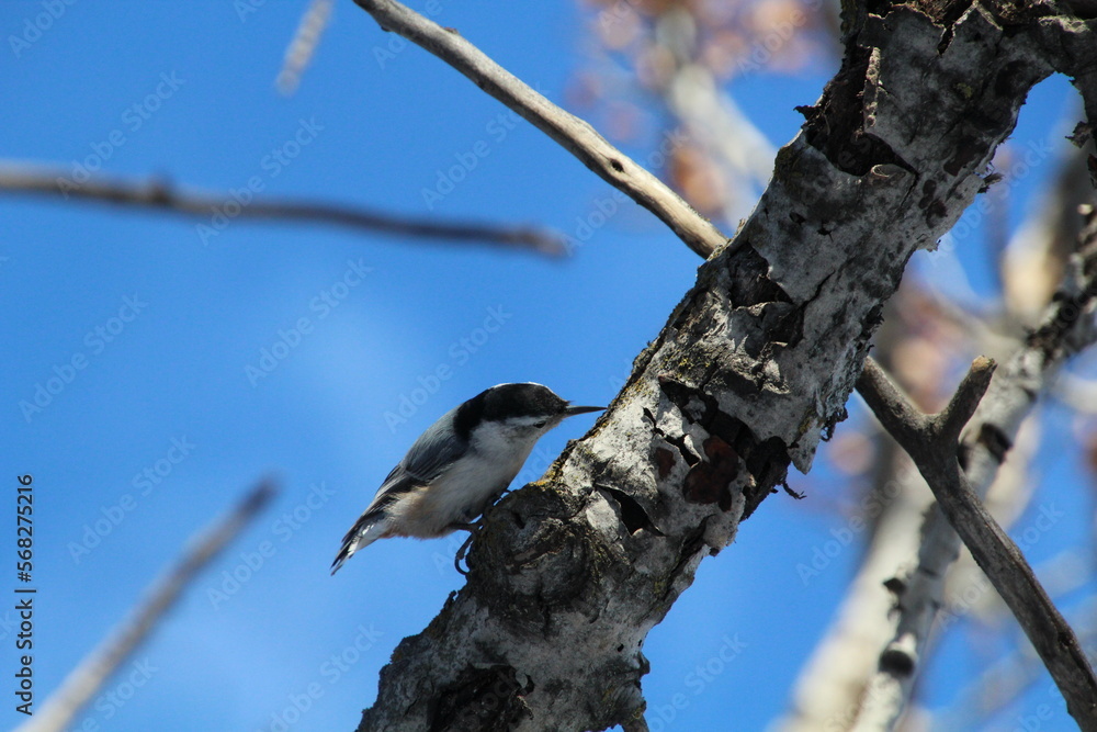 Obraz premium Nuthatch On the Tree, Gold Bar Park, Edmonton, Alberta