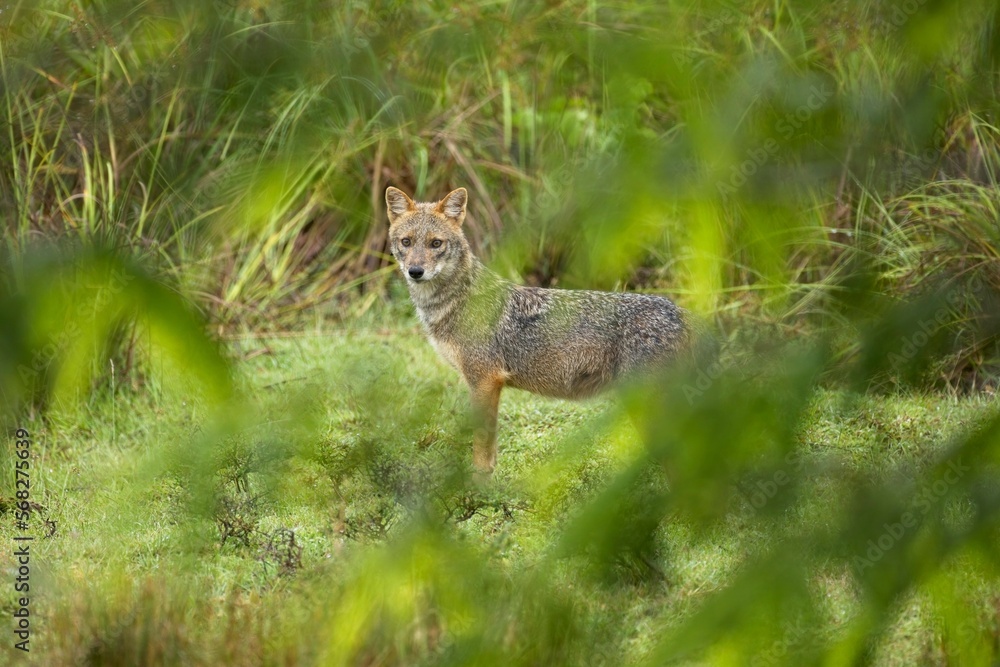 Sri Lanka wildlife, Golden jackal, Canis aureus, feeding scene on meadow, Wild dog behaviour scene in nature. Mountain animal in the habitat, Sri Lanka wildlife, Golden jackal, Canis aureus, feeding scene on meadow, Wild dog behaviour scene in nature. Mountain animal in the habitat,