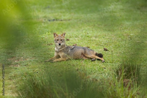 Sri Lanka wildlife, Golden jackal, Canis aureus, feeding scene on meadow, Wild dog behaviour scene in nature. Mountain animal in the habitat, 