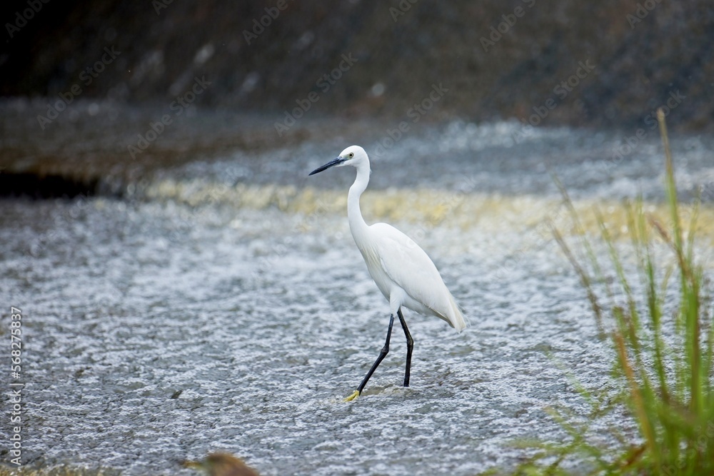 Little Egret (Egretta garzetta) walking around in the shallow pond water, chasing fish during a warm afternoon in the wetland. Water bird wildlife photography, birdwatching travel destination. Little Egret (Egretta garzetta) walking around in the shallow pond water, chasing fish during a warm afternoon in the wetland. Water bird wildlife photography, birdwatching travel destination.