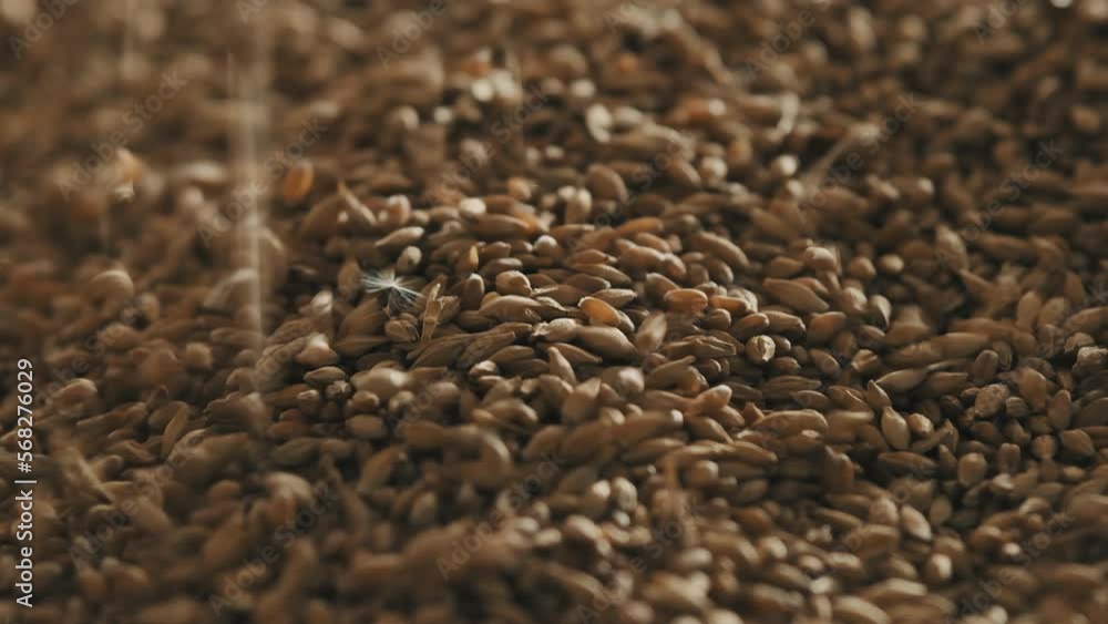 Grain falls into a large heap Slow motion Grain falls into a large heap Slow motion