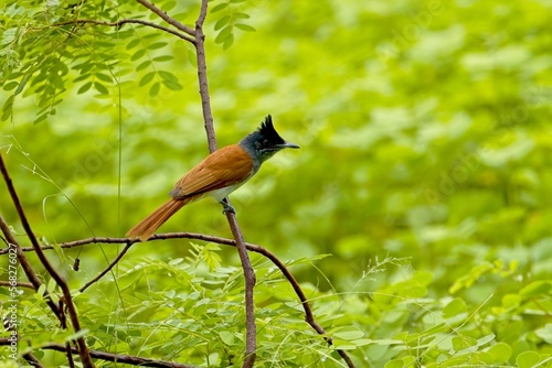 ndian paradise flycatcher, Terpsiphone paradisi is a medium-sized passerine bird native to Asia, It is native to the Indian subcontinent, Central Asia and Myanmar. Lejskovec Rajský,  photo