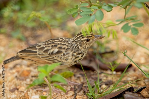 Wallpaper Mural Indochinese Bushlark, Mirafra erythrocephala, Facing to the right as seen on the ground, Sri Lanka Torontodigital.ca