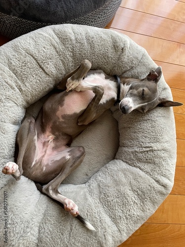 眠るイタグレ