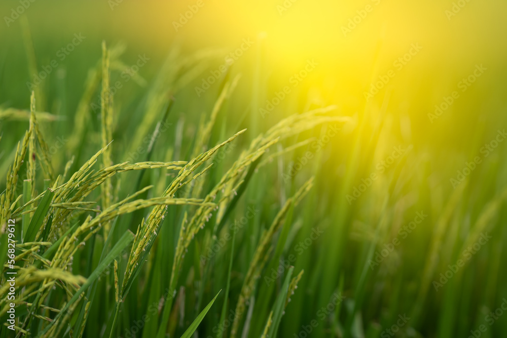 Nature of rice field on rice paddy Nature of rice field on rice paddy