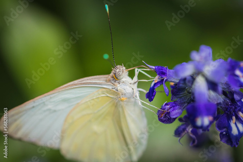 butterfly on flower