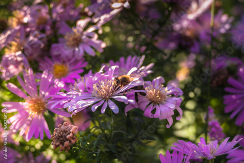 Bees gathering pollen in a summer day.