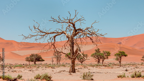 Dead trees in Dead Vlei - Sossusvlei, Namib desert, Namibia