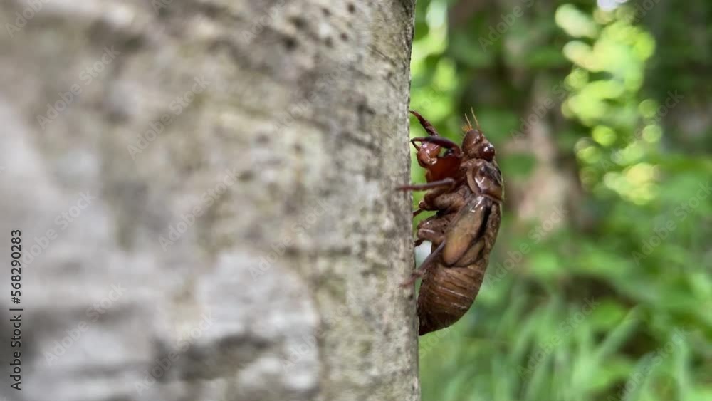 Cicada nymph using claws and climbing a tree trunk Cicada nymph using claws and climbing a tree trunk