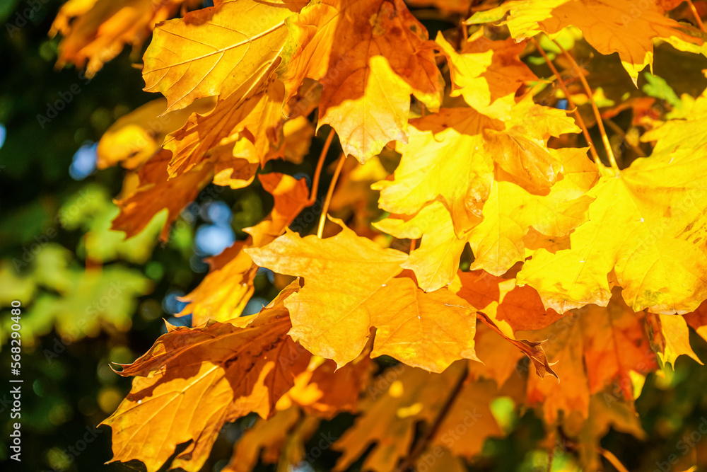 Fototapeta premium Yellow maple leaves outdoors, closeup