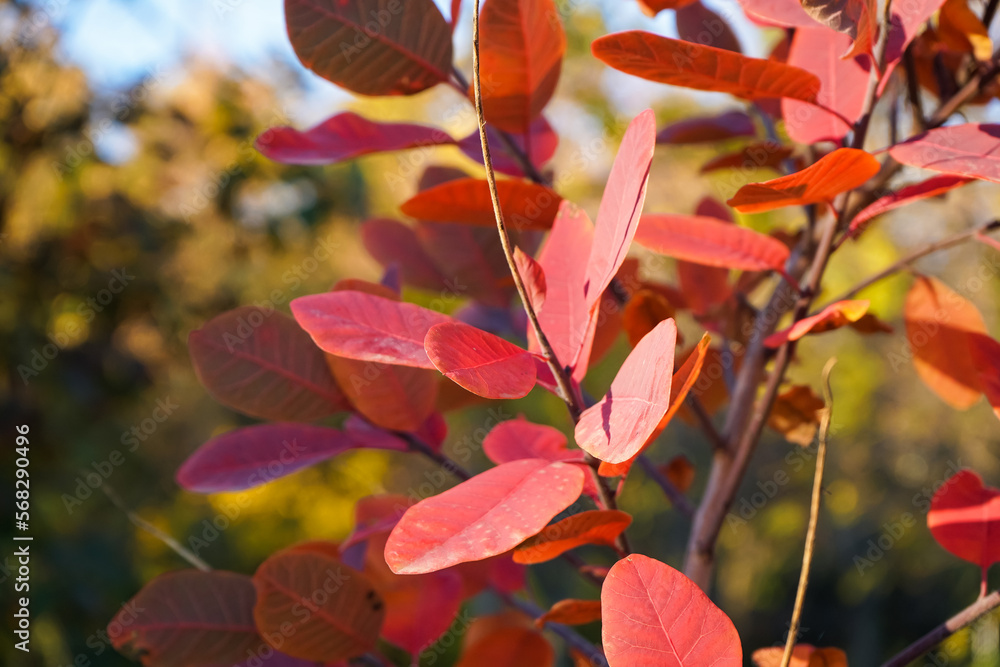 Bush with red autumn leaves outdoors