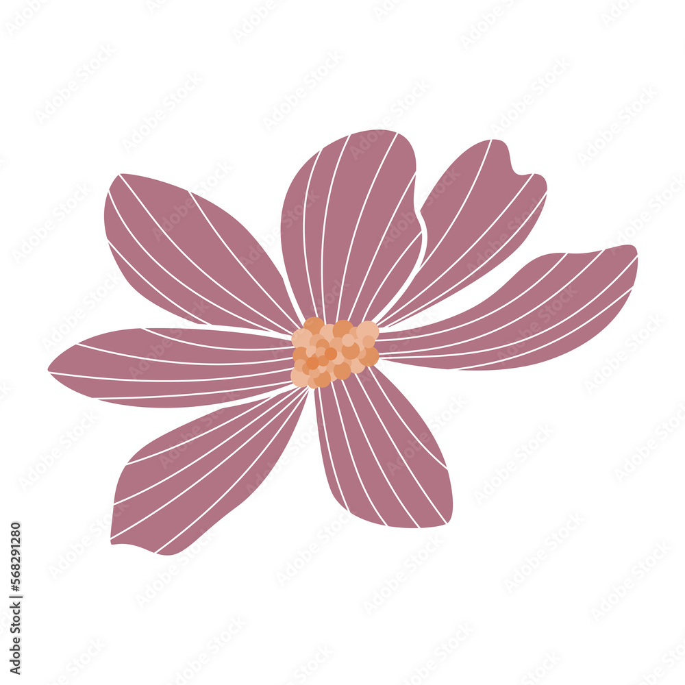 pink and white flower pink and white flower