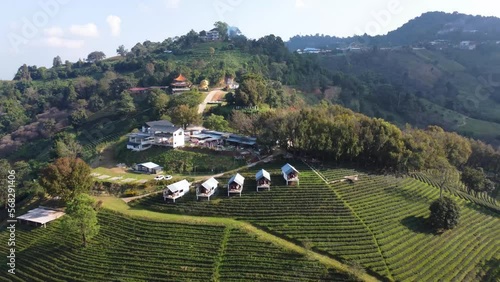 Beautiful morning aerial landscape view of tea plantations at Doi Mae Salong, Chiang Rai, Thailand