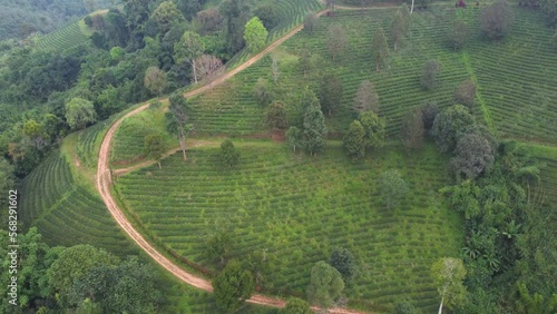 Beautiful morning aerial landscape view of tea plantations at Doi Mae Salong, Chiang Rai, Thailand