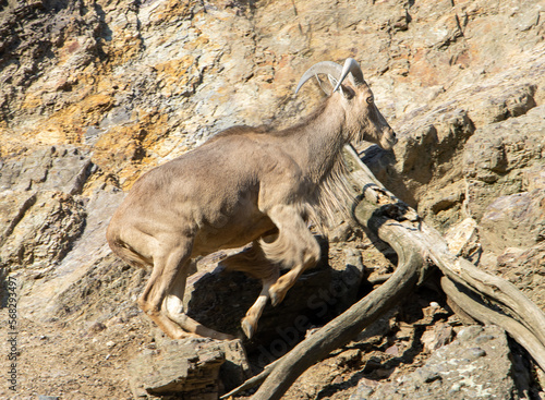 Barbary sheep  AMMOTRAGUS LERVIA  jumps on a rocky wall