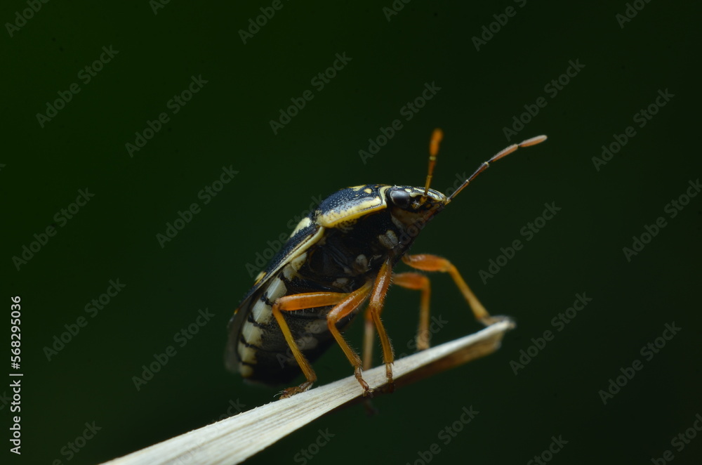 Fototapeta premium Bug 