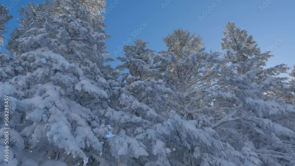 Moving slow motion past fir trees with sunlight shining through the branches Moving slow motion past fir trees with sunlight shining through the branches