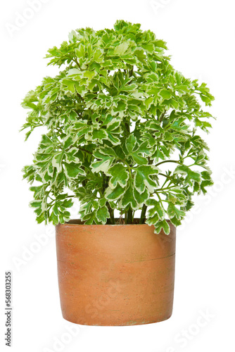 Houseplant - Font view of a potted plant isolate on white background with Clipping path