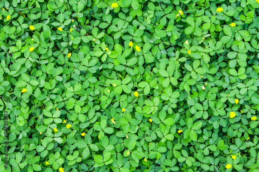 Green Leaves background Green Leaves background