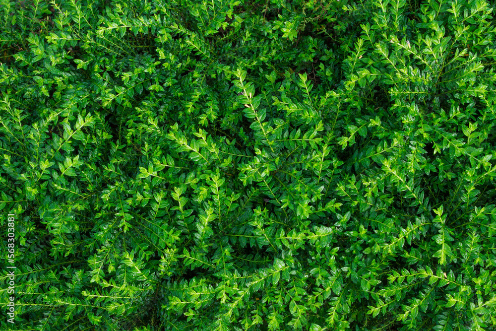 Fototapeta premium Green Leaves background